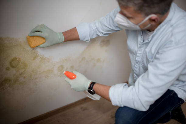 Trusted Sharon Center, OH Mold Removal Experts
