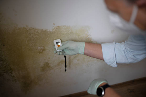Best Attic Mold Removal  in Sharon Center, OH
