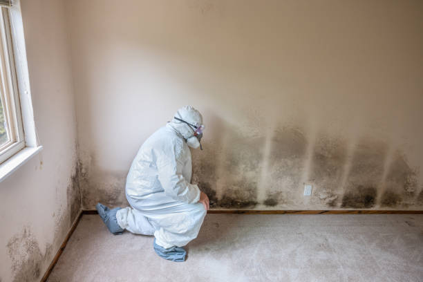 Best Fast Mold Removal  in Sharon Center, OH