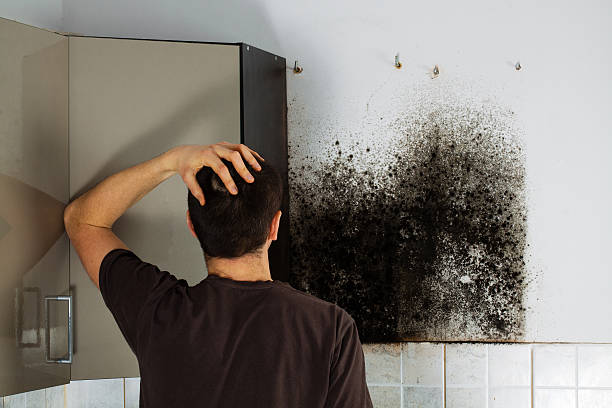 Best Local Mold Removal Service  in Sharon Center, OH